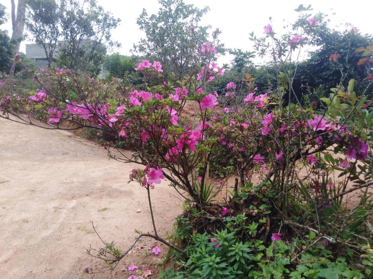 Forest Cyniciam Homestay Ohiya Eksteriør billede
