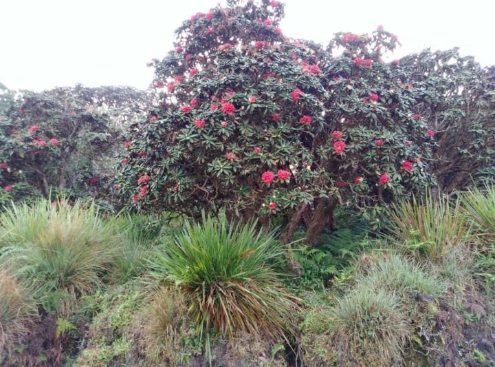 Forest Cyniciam Homestay Ohiya Eksteriør billede