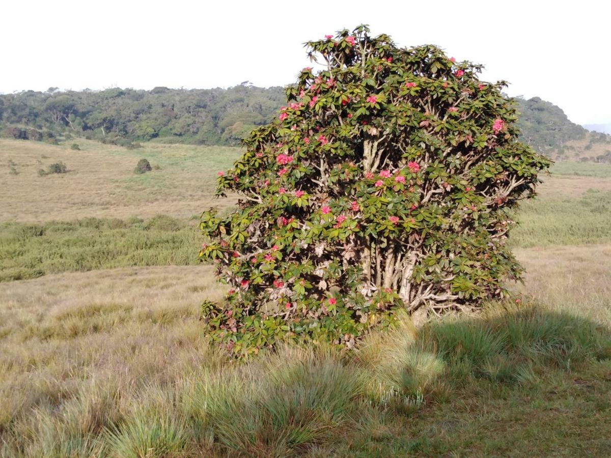 Forest Cyniciam Homestay Ohiya Eksteriør billede